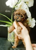 Mignons chiots hypoallergéniques, Autres races, 8 à 15 semaines, Plusieurs, Éleveur | Loisir