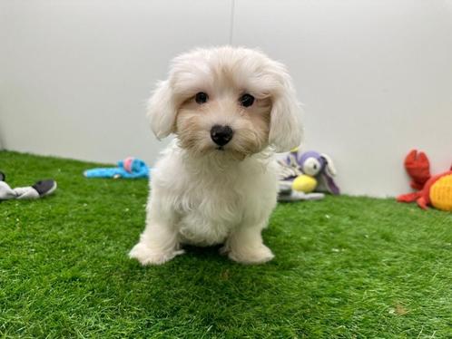Maltezer pup, Dieren en Toebehoren, Honden | Chihuahua's en Gezelschapshonden, Teef, Maltezer, Fokker | Professioneel, Eén hond
