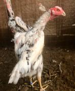 Shamo hen, Kip