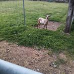 Kameroen ooien en bokken, Dieren en Toebehoren, Schapen, Geiten en Varkens