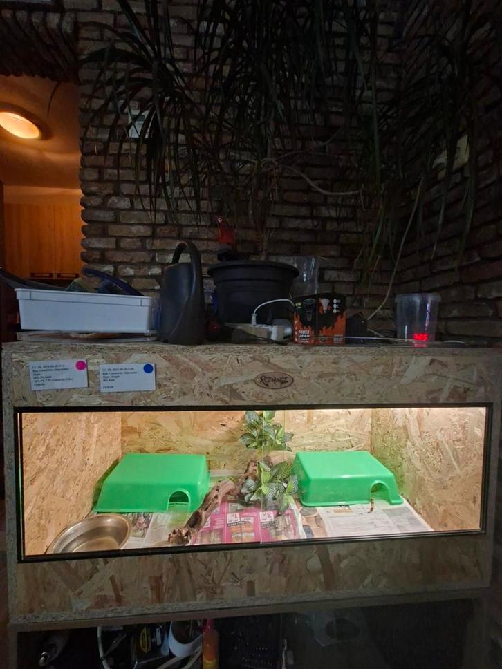 Terrarium met koppel boa, Dieren en Toebehoren, Reptielen en Amfibieën | Toebehoren, Ophalen of Verzenden