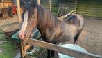 Te koop welsh b pony, Dieren en Toebehoren, Merrie, B