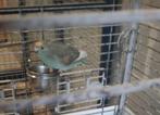 Kakariki's, Dieren en Toebehoren
