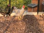 Amrock haan, Dieren en Toebehoren, Pluimvee