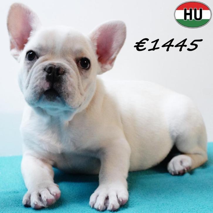 Franse Bulldog pups te koop - verschillende kleuren, Dieren en Toebehoren, Honden | Chihuahua's en Gezelschapshonden, Meerdere dieren