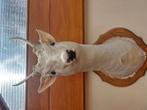 Taxidermie hert, Verzamelen, Dierenverzamelingen, Ophalen, Zo goed als nieuw, Hert