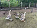 Boerenganzen, Dieren en Toebehoren, Pluimvee, Meerdere dieren, Gans of Zwaan