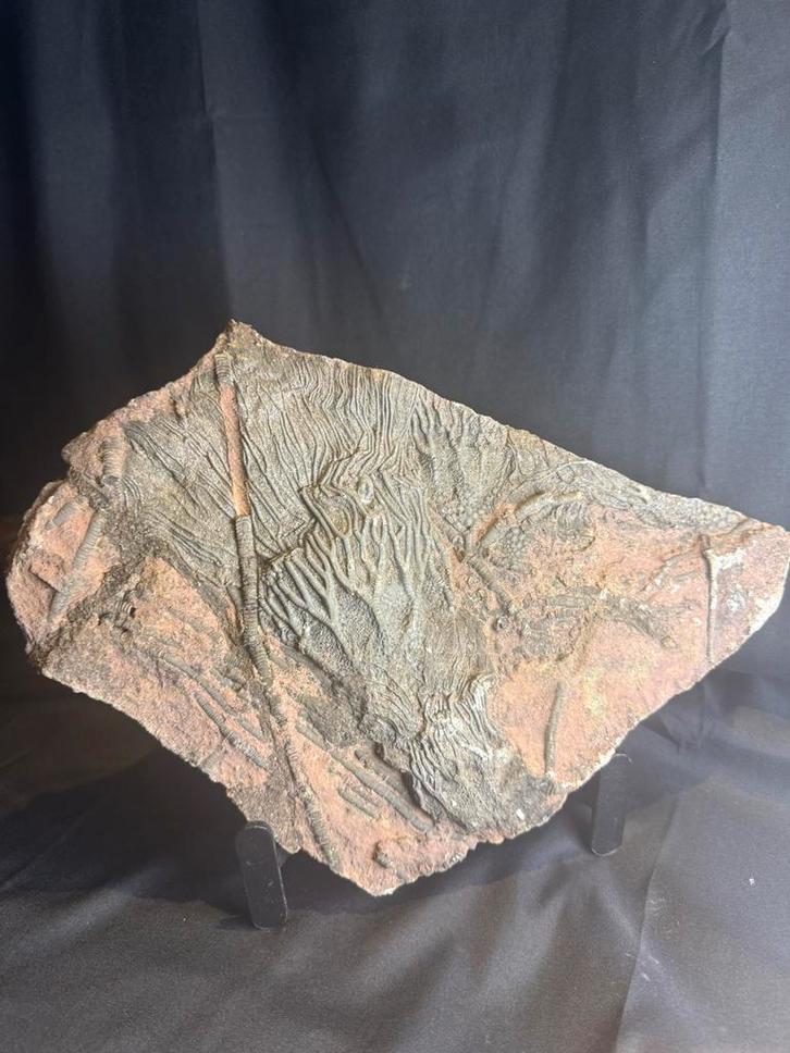 Scyphocrinus elegans, Crinoïde 33 cm 25 environ 2 kg), Collections, Minéraux & Fossiles, Fossile, Enlèvement ou Envoi