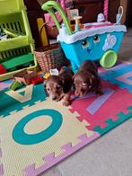 Langharige dwergteckel pups, Dieren en Toebehoren, Parvo, België, 8 tot 15 weken, Dwerg