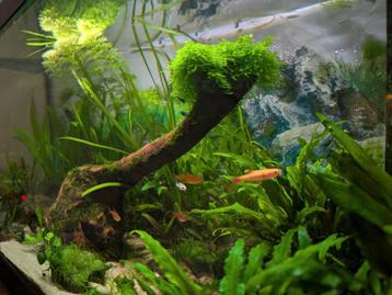 Aquarium 60l beschikbaar voor biedingen