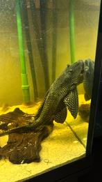 Te koop juwel rio 450 . Met vissen en eheim buitengilter ., Dieren en Toebehoren, Vis, Zoetwatervis