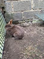 dwergkonijn, Dieren en Toebehoren, Konijnen, Mannelijk, 0 tot 2 jaar, Middelgroot