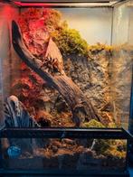 Vogelspin met terarium, Dieren en Toebehoren