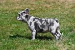 Franse Bulldog pups te koop (blue merle), Dieren en Toebehoren, Honden | Bulldogs, Pinschers en Molossers, 15 weken tot 1 jaar