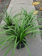 liriope, Tuin en Terras, Planten | Tuinplanten, Vaste plant, Halfschaduw, Herfst, Ophalen