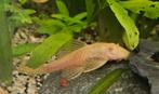 2 volwassen vrouwelijke albino ancistrus