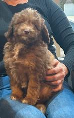 Mini Aussiedoodle reu - bruin, Dieren en Toebehoren, Honden | Chihuahua's en Gezelschapshonden, Poedel, België, Reu, CDV (hondenziekte)