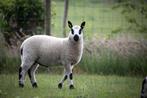 Kerry hill ramlammeren, Dieren en Toebehoren, Schapen, Geiten en Varkens