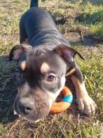 American Bully ABKC Pocket, Dieren en Toebehoren, Honden | Bulldogs, Pinschers en Molossers, België, Fokker | Hobbymatig, Overige rassen