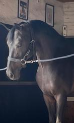 Chic Springpaard Te Koop, Dieren en Toebehoren, Paarden, Merrie, Springpaard, 11 jaar of ouder, 165 tot 170 cm