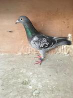 Vliegduivin voor de zware halve fond met prestaties!, Dieren en Toebehoren, Vogels | Duiven