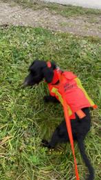 Gilet chien chasse, Dieren en Toebehoren, Hondenkleding, Ophalen of Verzenden, Nieuw, Hondenvest
