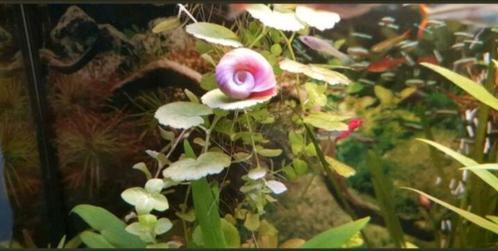 Sierlijke rode posthoornslakken, Animaux & Accessoires, Poissons | Poissons d'aquarium, Escargot ou Mollusque