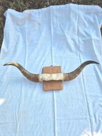 Koehorens 80 cm., Ophalen