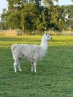 Lama hengst, Dieren en Toebehoren, Mannelijk