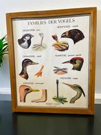 Vintage houten kader met 9 prenten recto-verso biologie, Verzamelen, Ophalen of Verzenden