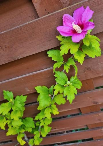 Hibiscus in pot - lilapurper bloem late zomer-lees info aub beschikbaar voor biedingen