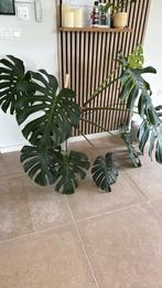 Monstera plant xxl, diameter van ongeveer 130 cm, Groene kamerplant, Ophalen, 100 tot 150 cm