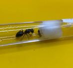 Camponotus Ligniperda Koningin met broed, Mieren