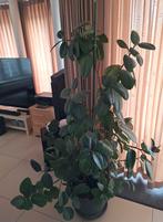 Grote groene kamerplant, Huis en Inrichting, Ophalen, Gebruikt, Binnen