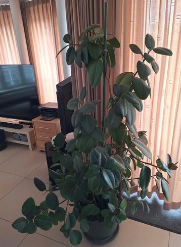 Grote groene kamerplant beschikbaar voor biedingen