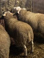 SCHAPEN, Dieren en Toebehoren, Schapen, Geiten en Varkens, Mannelijk, Schaap, 0 tot 2 jaar