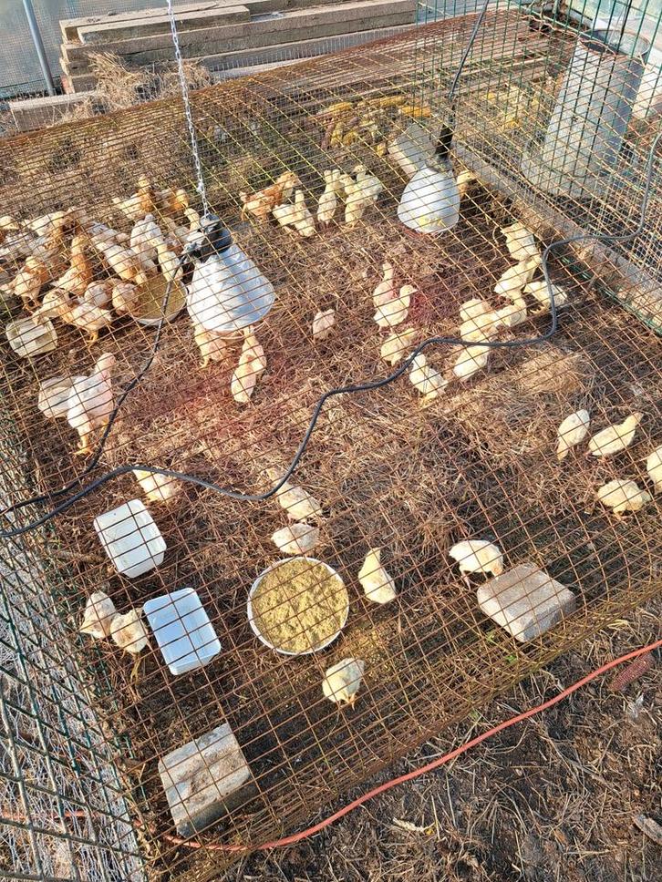 Kalkoen kuikens, mest kuikens en legkip kuikens, Dieren en Toebehoren, Pluimvee