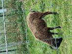 Soay Rammen, Dieren en Toebehoren