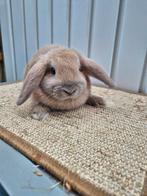 Nederlandse hangoordwerg voedster