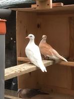 Couple reproducteur de tourterelles, Animaux & Accessoires, Oiseaux | Pigeons, Tourterelle