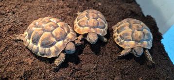 Griekse landschildpadden nakweek 2019 en 2022, Dieren en Toebehoren
