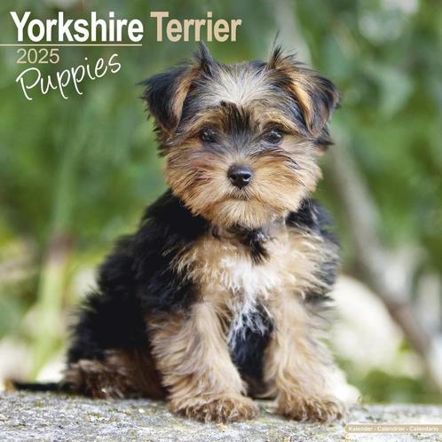 Calendrier chiots Yorkshire Terrier 2025, Divers, Calendriers, Neuf, Calendrier annuel, Enlèvement ou Envoi