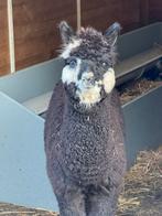 Alpaca hengst zwart/bont - NL (Amsterdam), Dieren en Toebehoren, Mannelijk