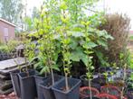 hibiscussen, Volle zon, Vaste plant, Zomer, Ophalen