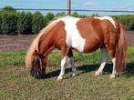 Prachtige Vosbont mini merrie 3jr (kan gereserveerd worden), Merrie, Niet van toepassing, A pony (tot 1.17m), 3 tot 6 jaar