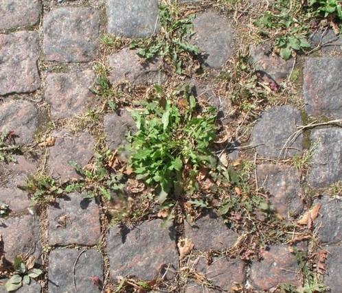 Onkruidbestrijder sproeivloeistof (oude formule), Tuin en Terras, Bestrijdingsmiddelen, Nieuw, Ophalen of Verzenden