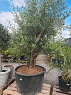 Olijfboom Olea Europaea Mooi vertakt met oude grillige stam, Jardin & Terrasse, Plantes | Arbres, Olivier, Enlèvement
