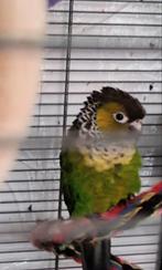 Tame pyrhura 200€ zijn name Pempulu, Dieren en Toebehoren, Vogels | Parkieten en Papegaaien