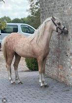 Welsh B merrie met stamboek, Dieren en Toebehoren, Merrie, B, 0 tot 2 jaar, C pony (1.27m tot 1.37m)