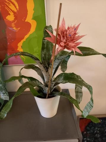 Luchtzuiverende plant Aechmea Fasciata met mooie bloem  beschikbaar voor biedingen